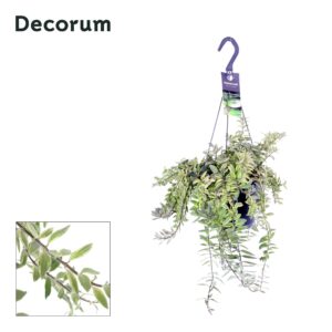 Aeschynanthus Bolero Bicolore Aeschynanthus Bolero Bicolore Hangpot 17 cm (4 Plants/Order)(17cmP 30cmH)