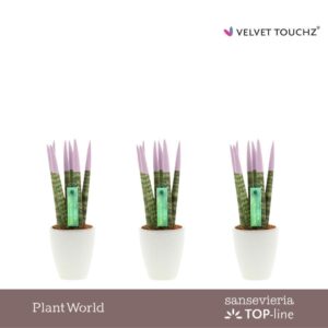 Sansevieria Cylindrica VELVET TOUCHZ® Pastel purple in Ceramics Osaka
(16 Plants/Order)(6cmP 20cmH)