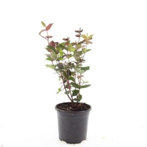 Hypericum x inodorum Magical Black
(8 Plants/Order)(14cmP 10cmH)