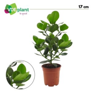 Clusia rosea Princess
(6 Plants/Order)(17cmP 55cmH)