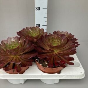 Semponium Sienna  
(4 Plants/Order)(15cmP 15cmH)