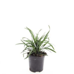 Liriope muscari Big Blue'
(8 Plants/Order)(14cmP 10cmH)