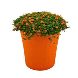 Nertera Astrid Granadensis TGW orange
(12 Plants/Order)(9cmP 12cmH)