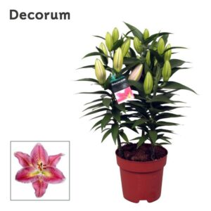 Lilium Reeleeze OR 17cm
(6 Plants/Order)(17cmP 55cmH)