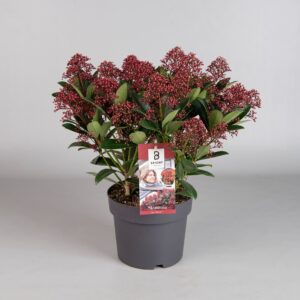 Skimmia japonica Rubella 15+
(3 Plants/Order)(19cmP 45cmH)