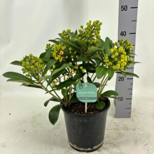 Skimmia Passion japonica 10+
(3 Plants/Order)(19cmP 45cmH)