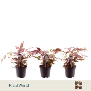 Pteris Albolineata cretica 7 cm Make-Upz pink
(16 Plants/Order)(7cmP 20cmH)
