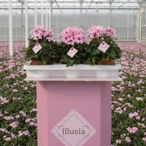 Cyclamen Illusia
(6 Plants/Order)(13cmP 25cmH)
