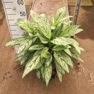 Aglaonema Silver Queen
(1 Plants/Order)(27cmP 45cmH)