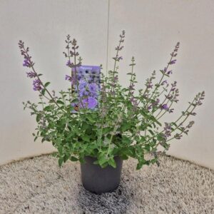 Nepeta Walkers Low Nepeta faassenii walker's low
(1 Plants/Order)(17cmP 50cmH)