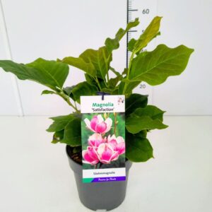 Magnolia soulangeana Satisfaction Magnolia 'Satisfaction' 50-60C5
(1 Plants/Order)(22cmP 60cmH)