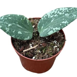 Hoya sp padang sidempuan
(9 Plants/Order)(10.5cmP 15cmH)