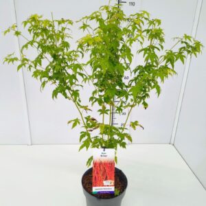 Acer palmatum Acer palm. 'Bi-hoo' 80-100C7
(1 Plants/Order)(25cmP 100cmH)