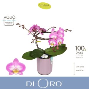 Phalaenopsis other pink (enkele ta Dioro Allure 2 spike in Molise Lilac Aquo
(3 Plants/Order)(12cmP 50cmH)