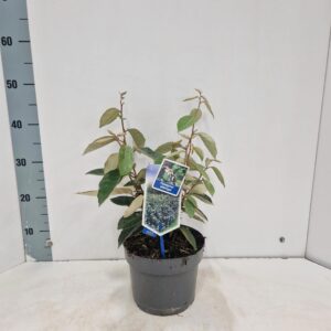 Elaeagnus ebbingei
(1 Plants/Order)(19cmP 40cmH)