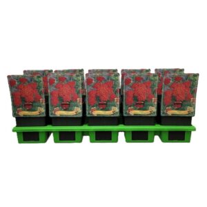 Achillea Achillea millefolium 'Milly Rock Red' P11 (10 Plants/Order)(11cmP 25cmH)