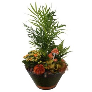 Indoor plants PTHG8276 Arrangement Autumn Glass in Glas schaal
(2 Plants/Order)(25cmP 52cmH)