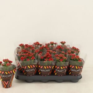 Kalanchoe Calandiva Rubio Double Red
(16 Plants/Order)(8cmP 15cmH)