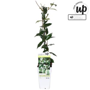 Trachelospermum jasminoides Star of Venice P15
(10 Plants/Order)(15cmP 65cmH)