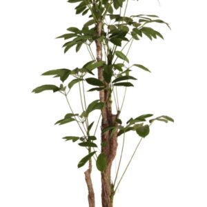 Schefflera Amate antinophylla busch
(1 Plants/Order)(40cmP 200cmH)