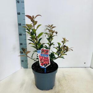 Photinia fraseri Carré Rouge'
(1 Plants/Order)(23cmP 50cmH)