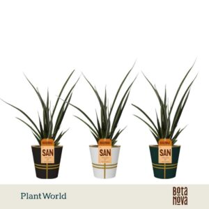 Sansevieria Friends kirkii in papercup Lauri
(6 Plants/Order)(12cmP 40cmH)