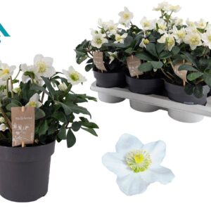 Helleborus niger Christmas Carol 17 cm Extra Large
(6 Plants/Order)(17cmP 55cmH)
