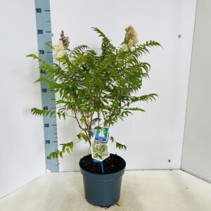 sorbifolia Sem Sorbaria PBR
(1 Plants/Order)(23cmP 75cmH)