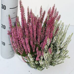 Calluna Garden Girls Trio Pink Trio
(8 Plants/Order)(12cmP 27cmH)