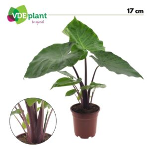 Alocasia Macrorrhiza
(6 Plants/Order)(17cmP 65cmH)