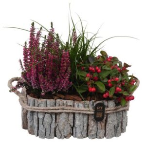 Arrangementen PTHO7661 Arrangement Autumn Outdoor in houten bak
(4 Plants/Order)(27cmP 28cmH)