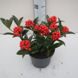 Skimmia Japonica O'Berries Bold
(8 Plants/Order)(12cmP 18cmH)