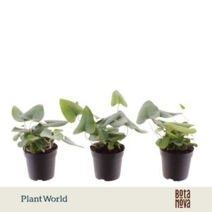 Hemionitis arifolia
(16 Plants/Order)(7cmP 15cmH)
