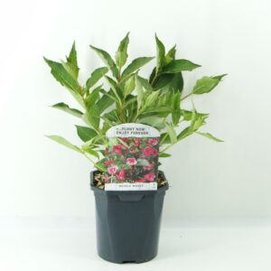 Weigela florida Minuet
(6 Plants/Order)(17cmP 35cmH)
