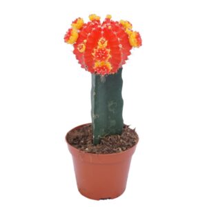 Gymnocalyc mihanovich geënt red/yellow 8,5 cm
(18 Plants/Order)(8.5cmP 22cmH)