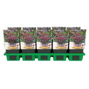 Armeria maritima Duesseldorfer Sto Düsseldorfer P11
(10 Plants/Order)(11cmP 25cmH)