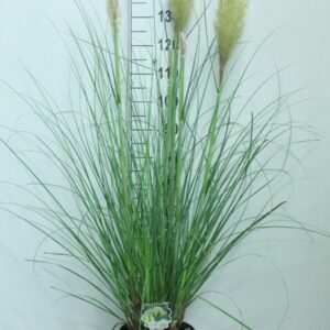 Cortaderia selloana Pumila
(1 Plants/Order)(29cmP 150cmH)