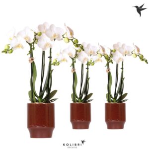 Phalaenopsis Multiflora white 3 spike in Classy Pot red
(8 Plants/Order)(9cmP 40cmH)