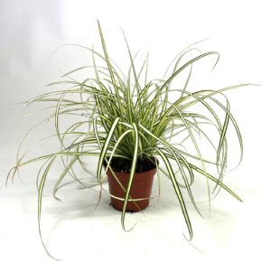 Carex hachijoensis Evergold
(21 Plants/Order)(8cmP 20cmH)