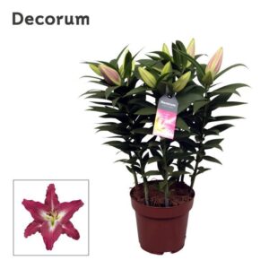 Lilium Entertainer OR 19cm
(5 Plants/Order)(19cmP 55cmH)