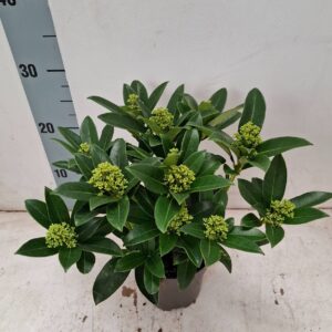 Skimmia White Globe 13 cm 9+ Flower
(8 Plants/Order)(13cmP 30cmH)