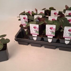 Cyclamen coum Cyclamen coum dark pink 9 cm
(12 Plants/Order)(9cmP 10cmH)