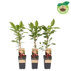 Actinidia arguta Actinidia ar. 'Ken's Red' (10 Plants/Order)(15cmP 50cmH)