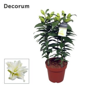 Lilium Roselily Zeta
(5 Plants/Order)(19cmP 50cmH)