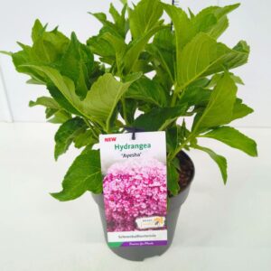 Hydrangea macrophylla Ayesha Hydrangea macr. 'Ayesha' 30-40C5
(1 Plants/Order)(23cmP 50cmH)