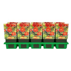 Geum Macgeu001 Tempest Scarlet' P11 
(10 Plants/Order)(11cmP 25cmH)