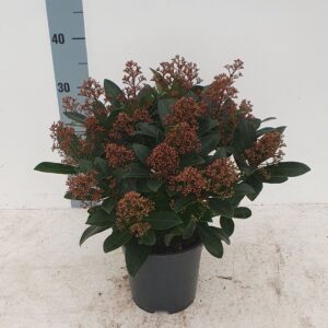 Skimmia japonica Rubella 17 cm 20+ Flower
(6 Plants/Order)(17cmP 40cmH)