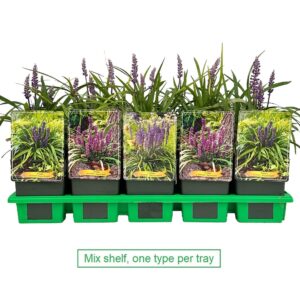 Liriope muscari mix laag P11
(10 Plants/Order)(11cmP 25cmH)