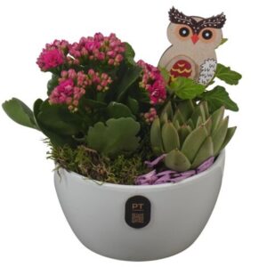 Arrangement kamer PTHI3236 Arrangement Autumn Indoor in Ceramics schaal
(6 Plants/Order)(14cmP 17cmH)