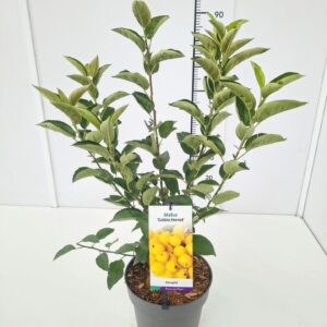 Malus Malus Golden Hornet Malus 'Golden Hornet' 80-100C7
(1 Plants/Order)(25cmP 100cmH)